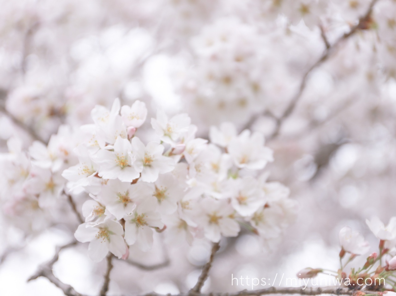 桜の木を庭に植えてはいけない理由