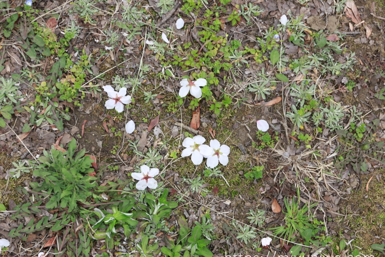 桜の木を庭に植えてはいけない理由