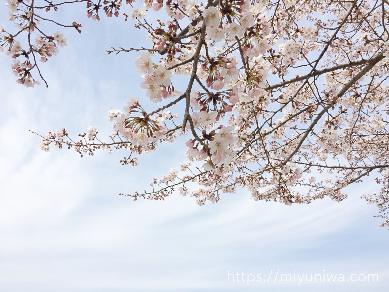 桜の木を庭に植えてはいけない