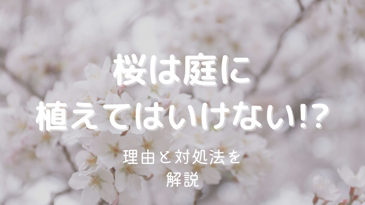 桜の木を植えてはいけない理由は問題が多すぎるから！縁起や実害を解説