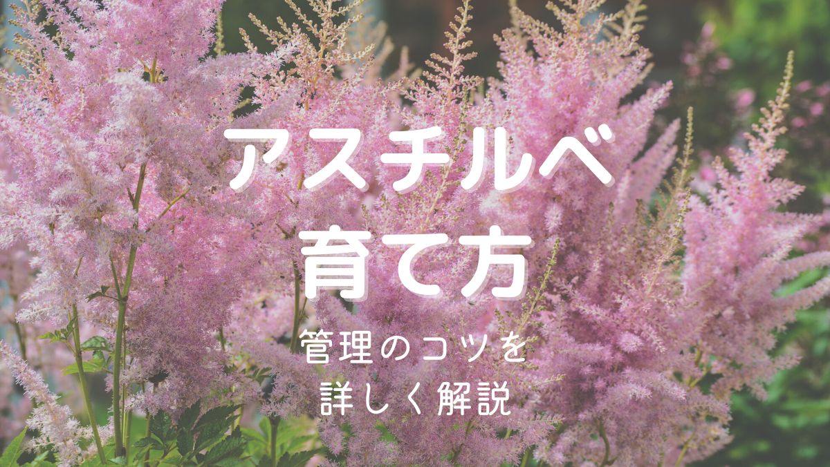 アスチルベの育て方と管理のコツを初心者にもわかりやすく解説