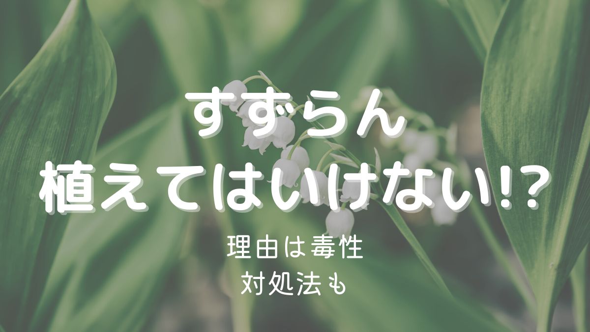 すずらんを植えてはいけない理由は毒性があるから！注意点を解説