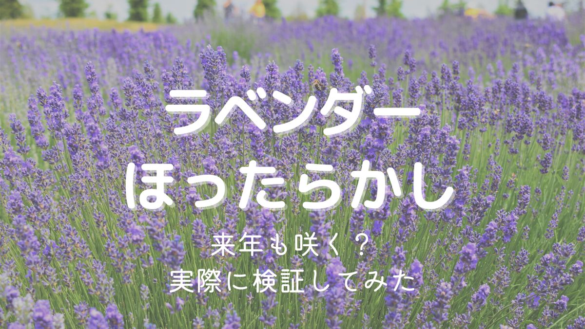 ラベンダーをほったらかしでも来年咲く？剪定しないと根元が枯れる恐れも