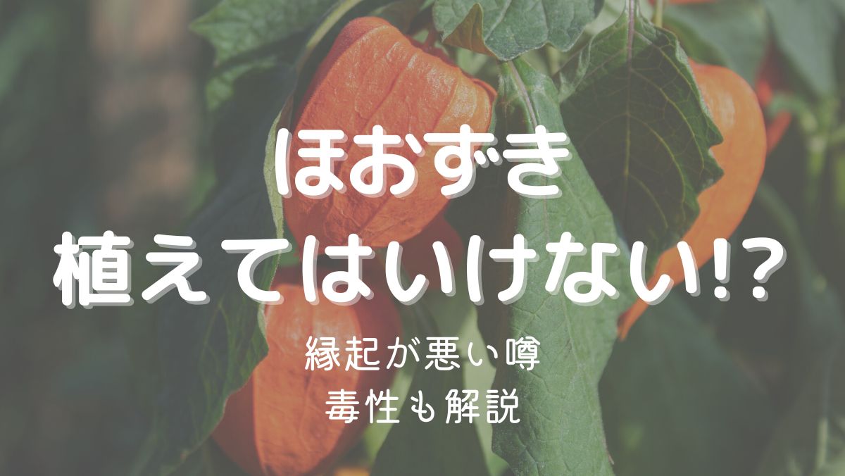 ほおずきを植えてはいけない理由は縁起が悪いから？毒性についても解説