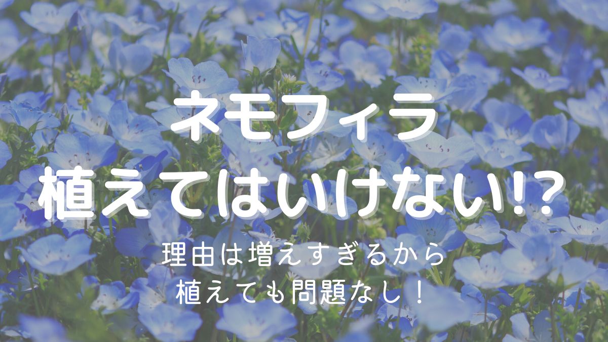 ネモフィラを植えてはいけない理由は増えすぎるから！対処法を解説