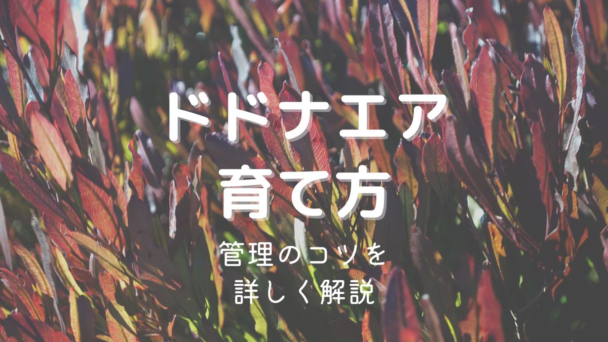 ドドナエアの育て方と管理のコツを初心者にもわかりやすく解説