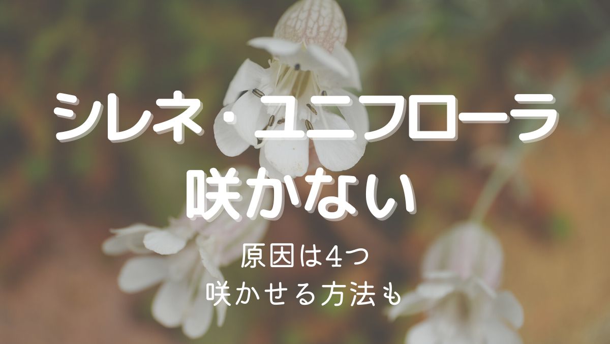 シレネユニフローラの花が咲かない原因と咲かせるための対処法を詳しく解説！