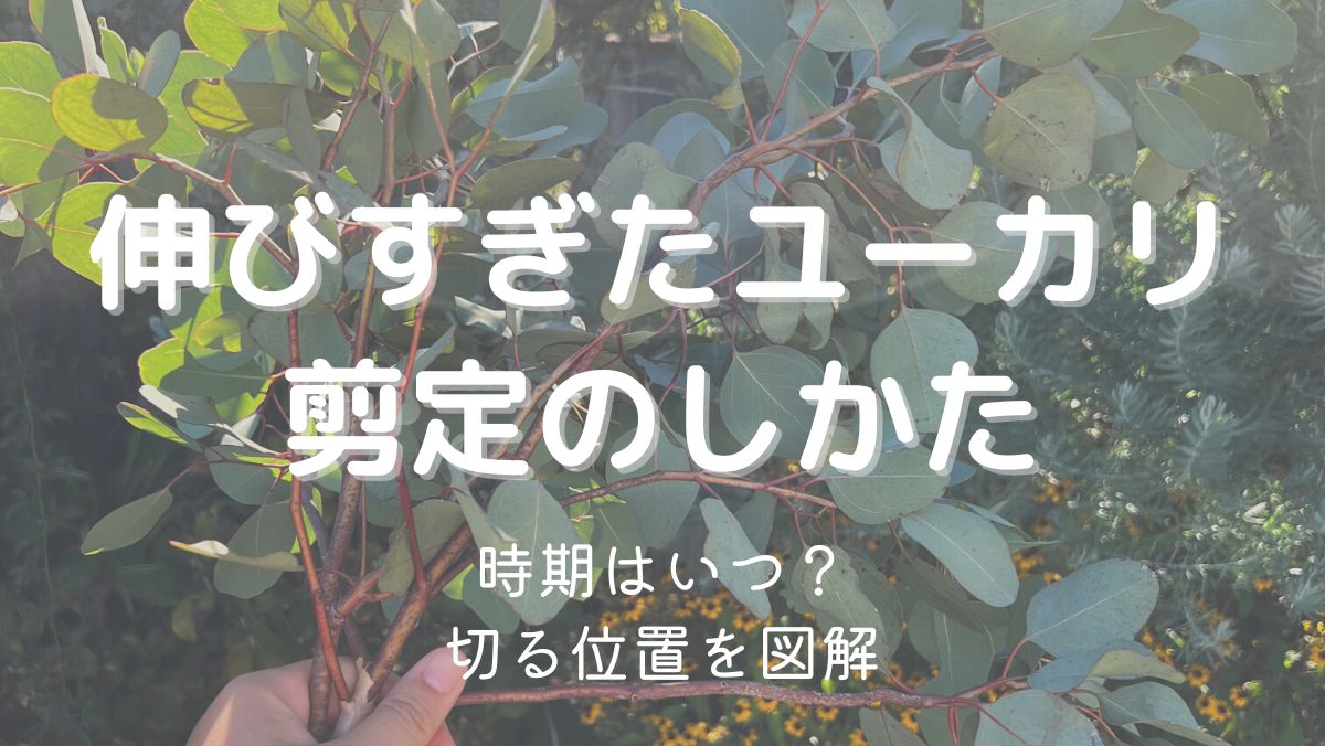 ユーカリの剪定はどこを切る？伸び過ぎた主幹の切り方を図解！