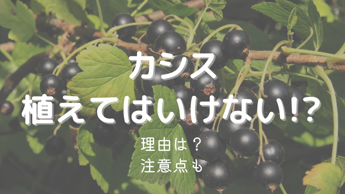 カシスを植えてはいけない理由は栽培が難しいから！対処法も解説