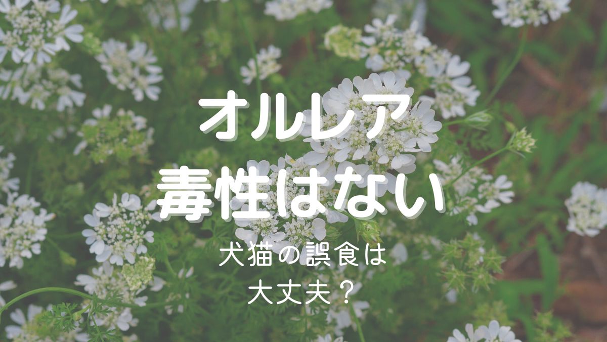 オルレア（オルラヤ）に毒性はない！犬や猫の誤食は大丈夫？