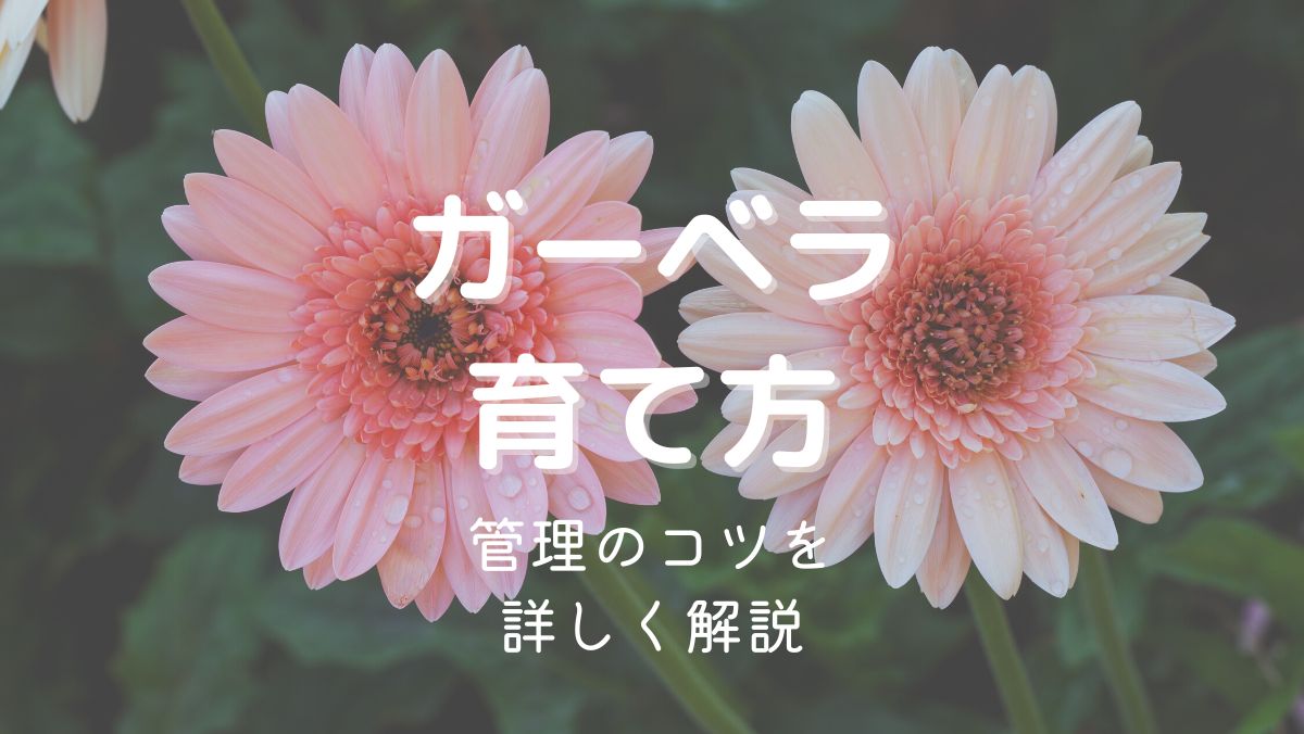 ガーベラの育て方と管理のコツを初心者にもわかりやすく解説