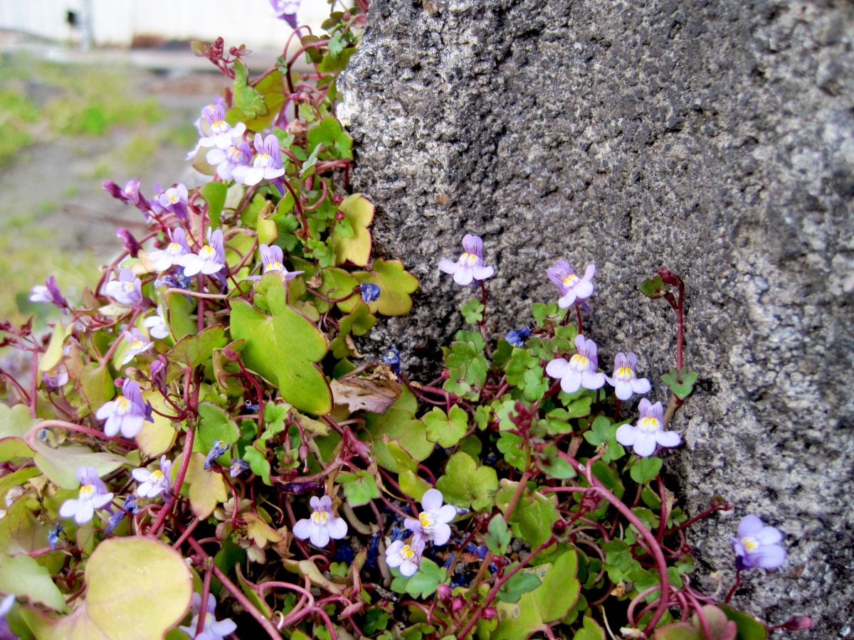 シンバラリアを植えるときの対処法