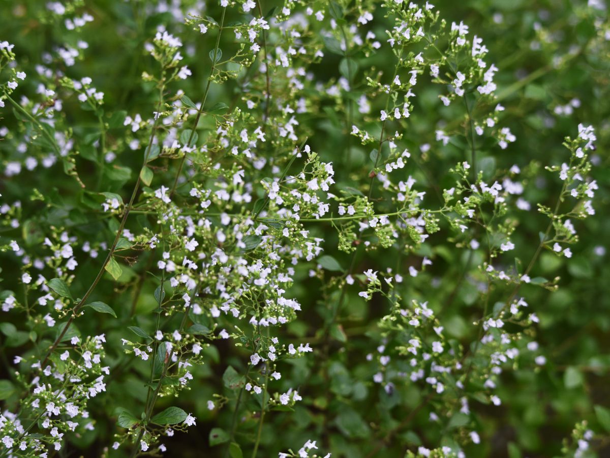 カラミンサを植えてはいけない理由