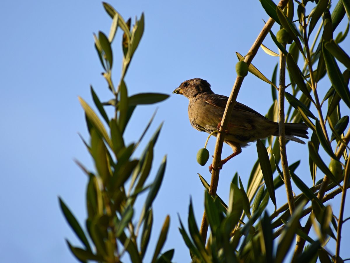 オリーブは鳥害に遭う