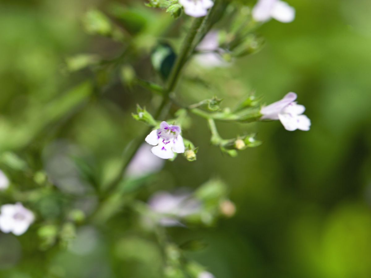 カラミンサを植える時の対処法