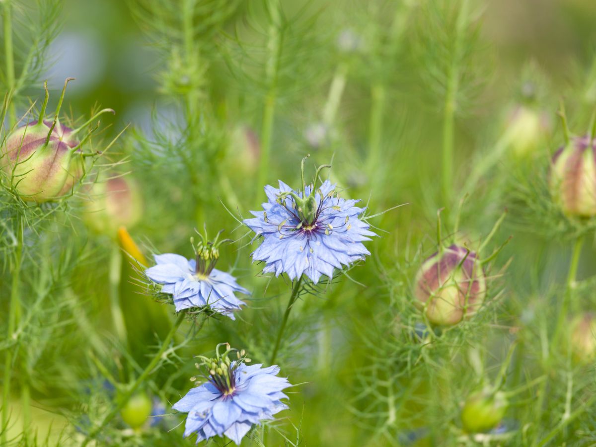 ニゲラの育て方｜購入から植え付けまで