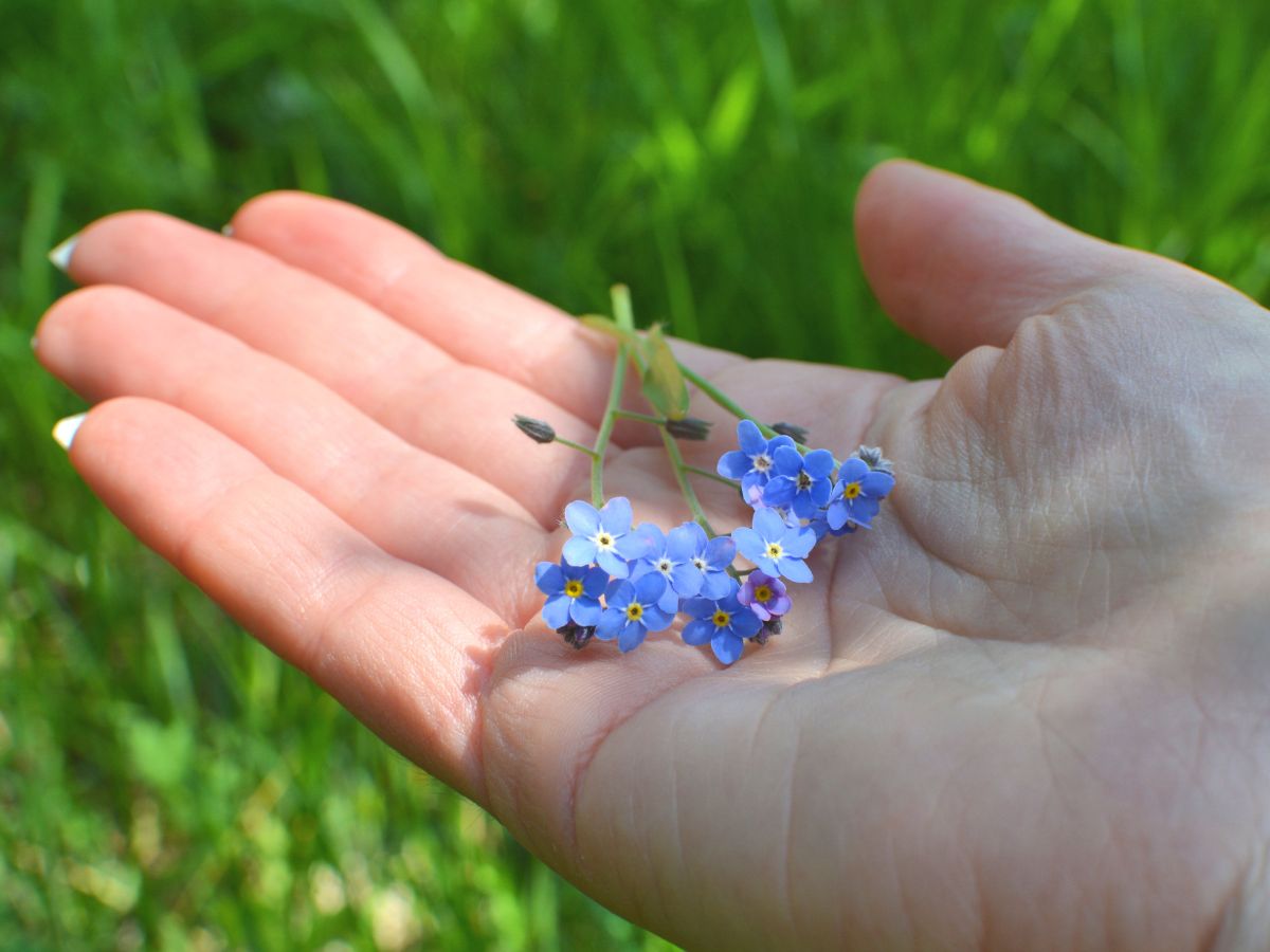 ワスレナグサの花がら摘み・切り戻し