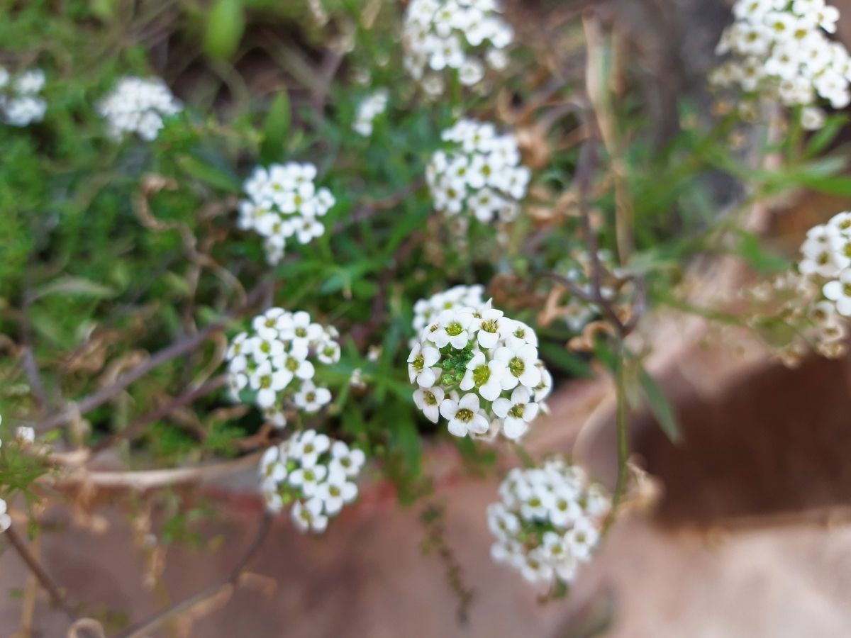 スイートアリッサムの花がら摘み・切り戻し