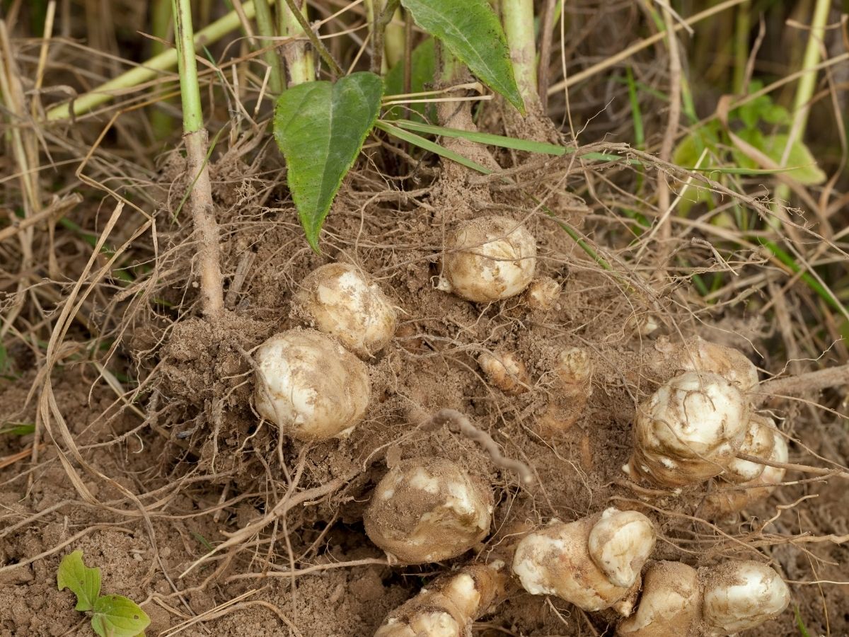 菊芋を植えてはいけない理由｜収穫が大変