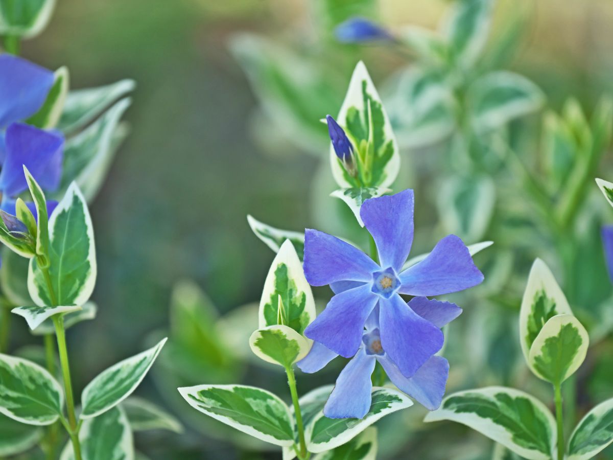 ツルニチニチソウの育て方｜購入から植え付けまで