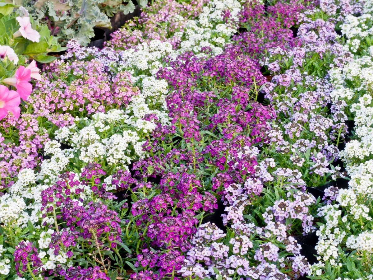 スイートアリッサムの花色