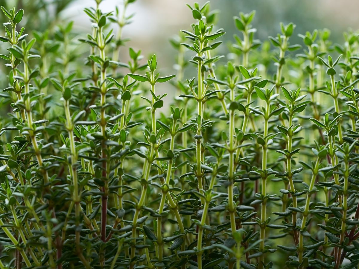 タイムの植え付け・植え替え