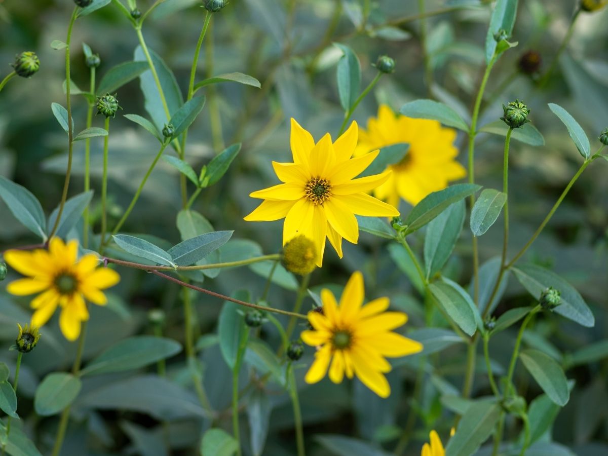 菊芋を植えるときの注意点｜花を早めに摘む