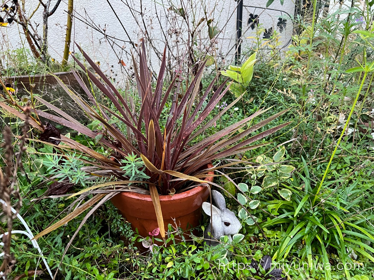 コルディリネの育て方｜購入から植え付けまで