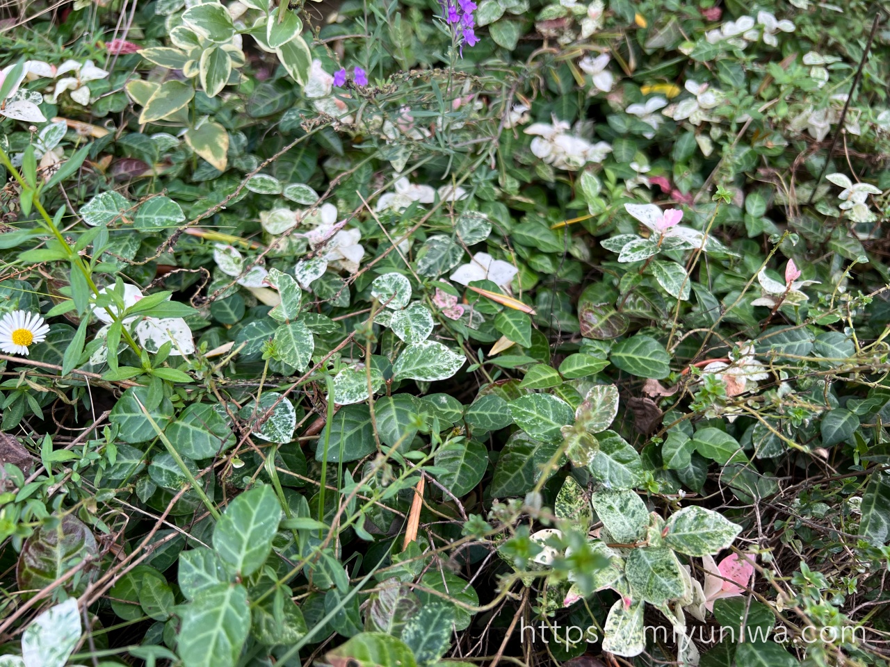 ハツユキカズラの育て方｜購入から植え付けまで