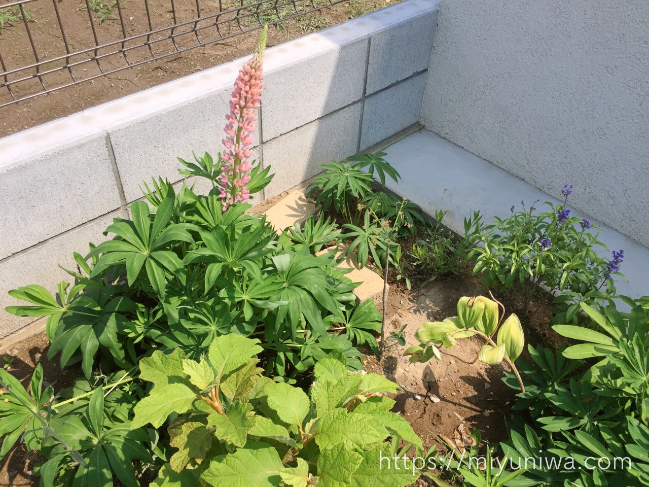 ルピナスの植え付け・植え替え