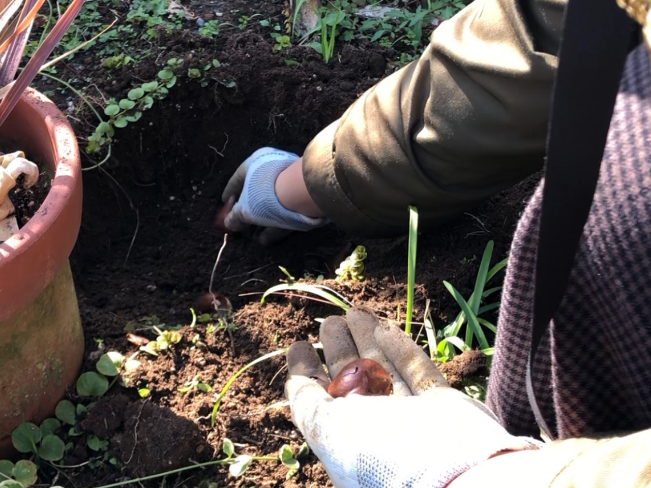 チューリップの球根の植え方｜購入から植え付けまで
植え方（向き・深さ）