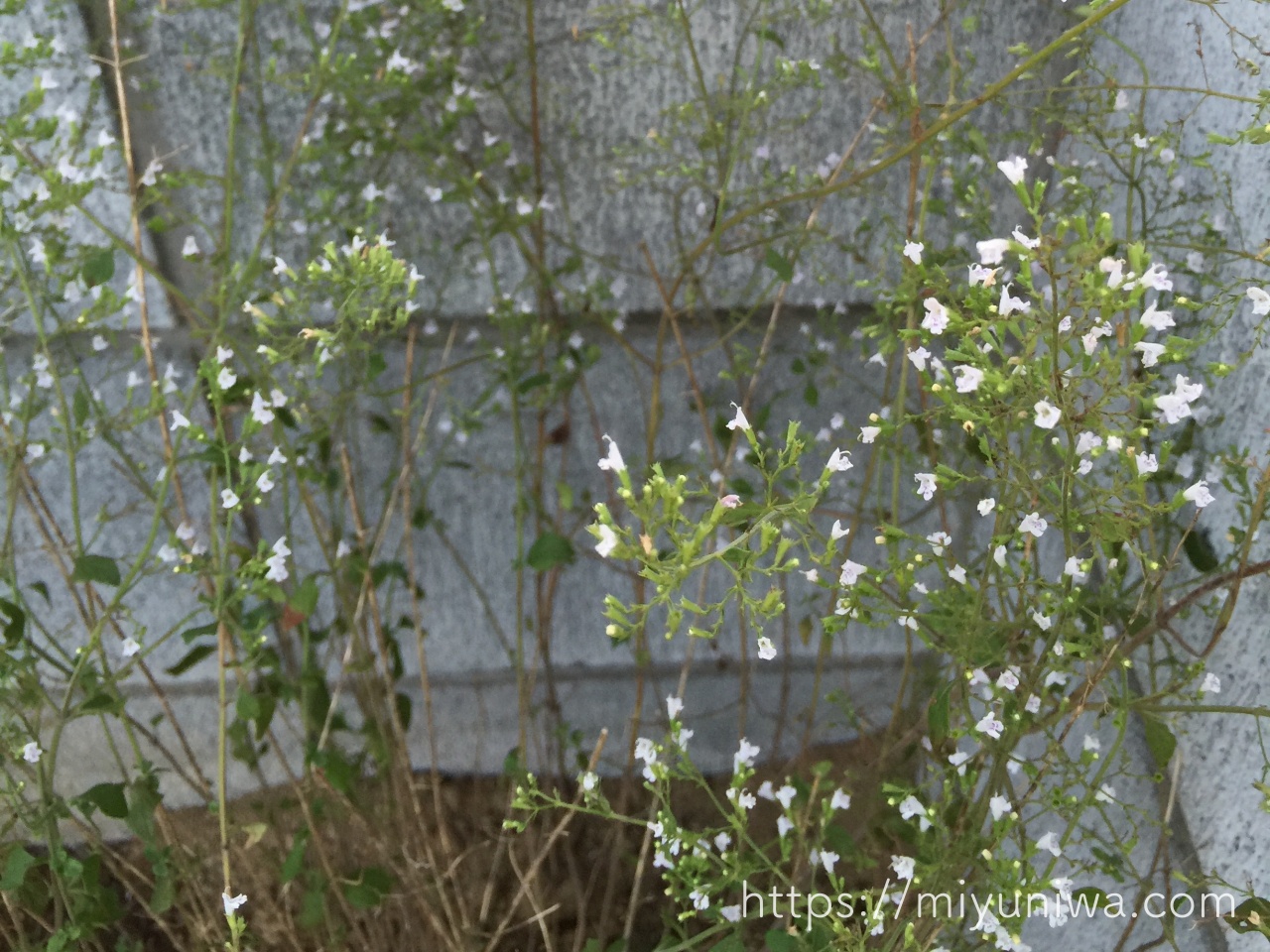 カラミンサが花壇におすすめな理由