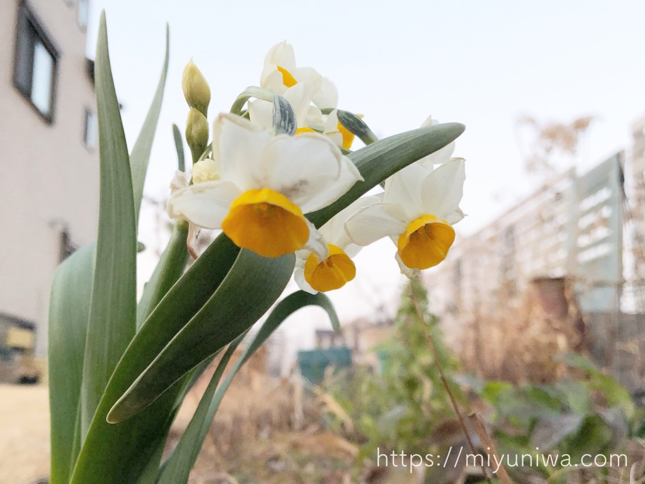 スイセンの育て方｜購入から植え付けまで