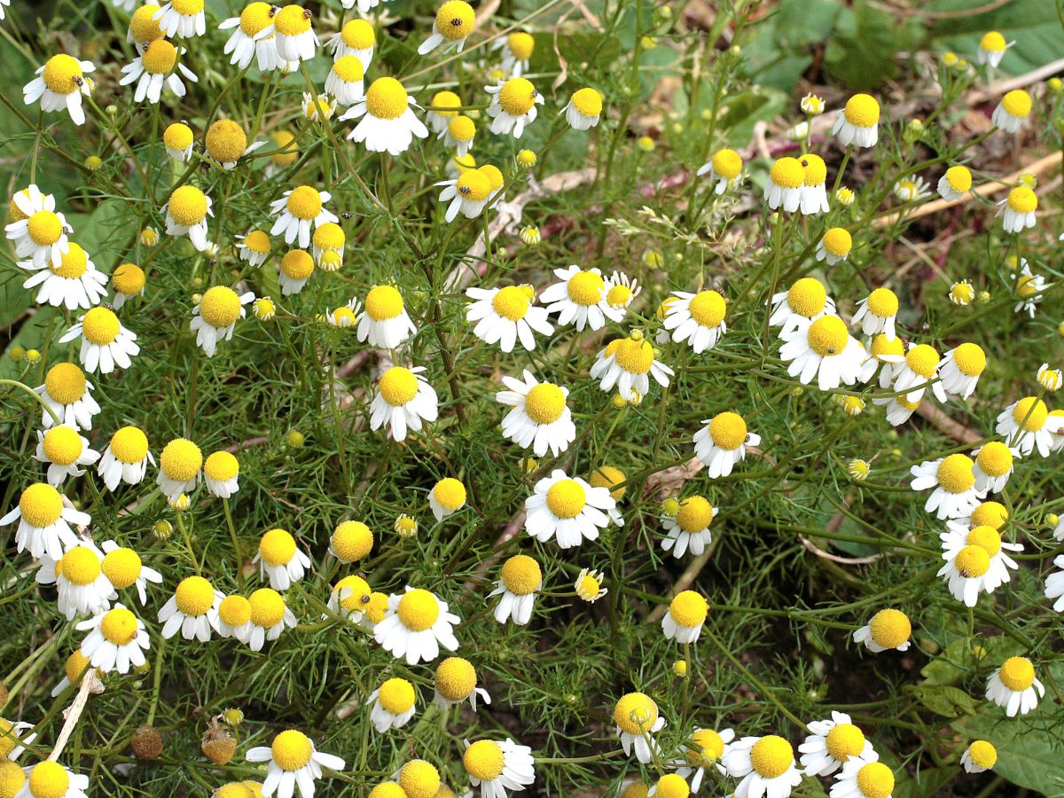 カモミールを植えてはいけない理由