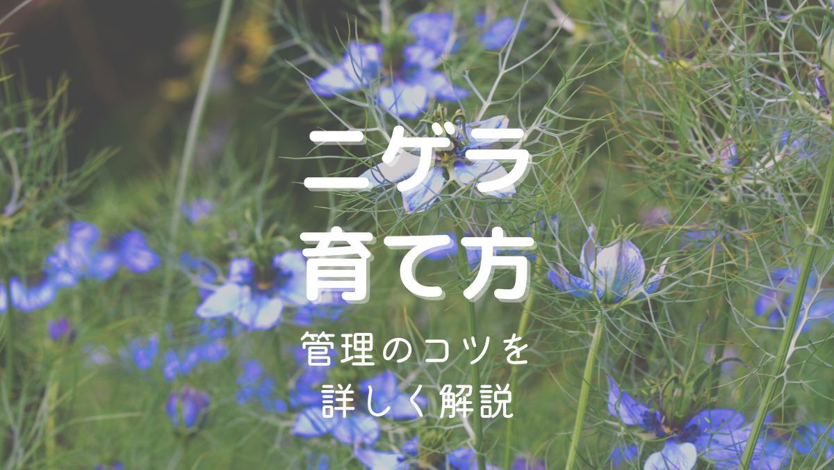 ニゲラの育て方と管理のコツを初心者にもわかりやすく解説