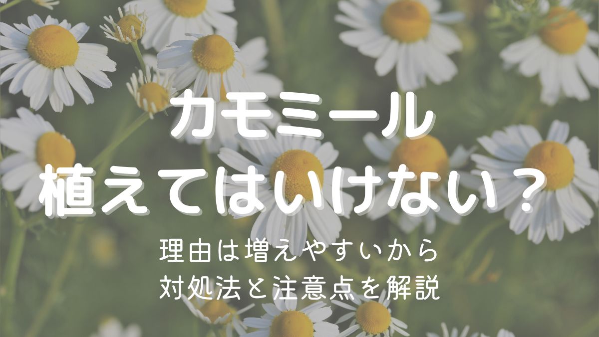 カモミールを植えてはいけない理由は増えやすいから！対処法も解説