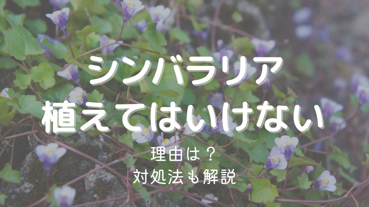 シンバラリアを植えてはいけない理由は増えやすいから！対処法も解説