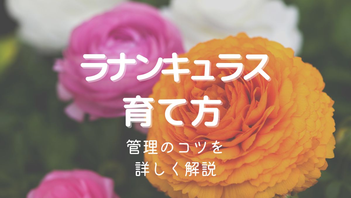 ラナンキュラスの育て方と管理のコツを初心者にもわかりやすく解説