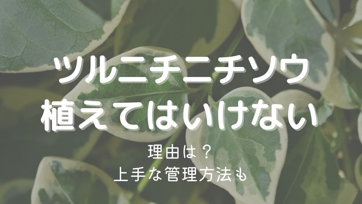 ツルニチニチソウを植えてはいけない理由は重点対策外来種だから！対処法も解説