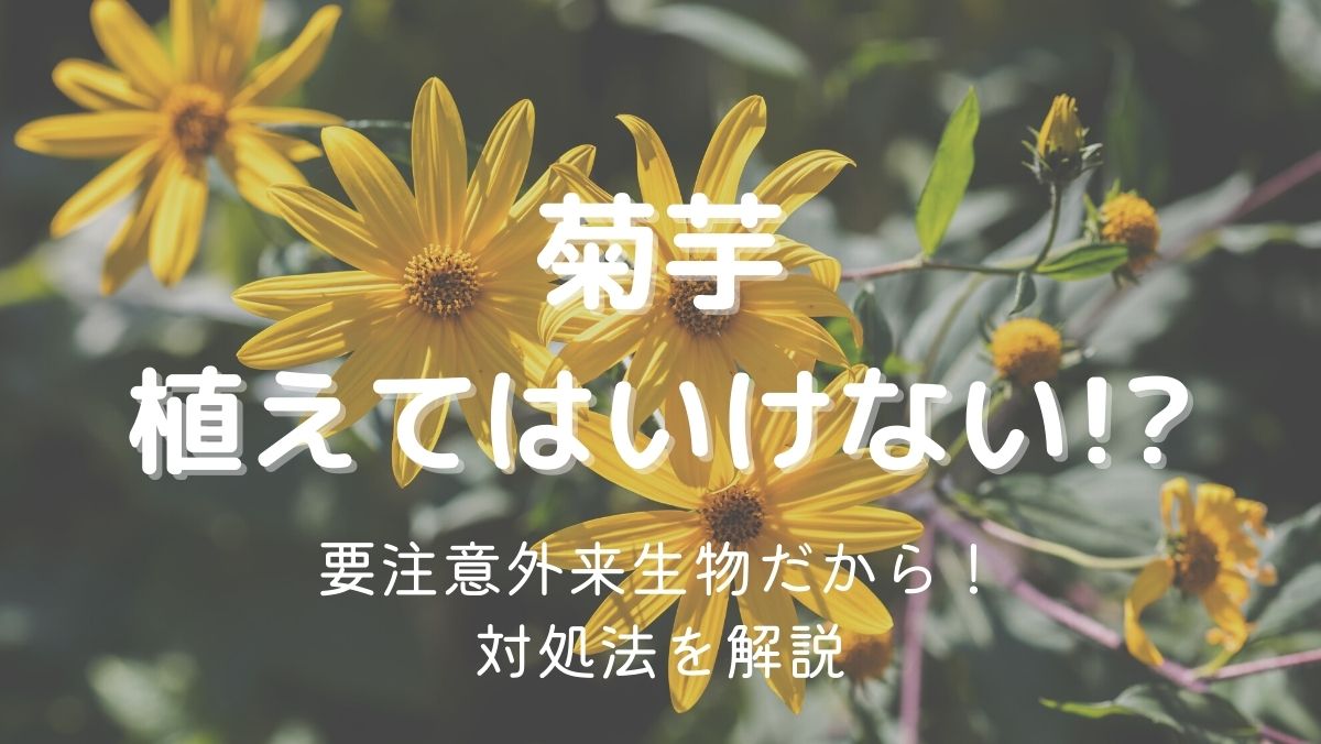 菊芋を植えてはいけない理由は要注意外来生物だから！対処法を解説