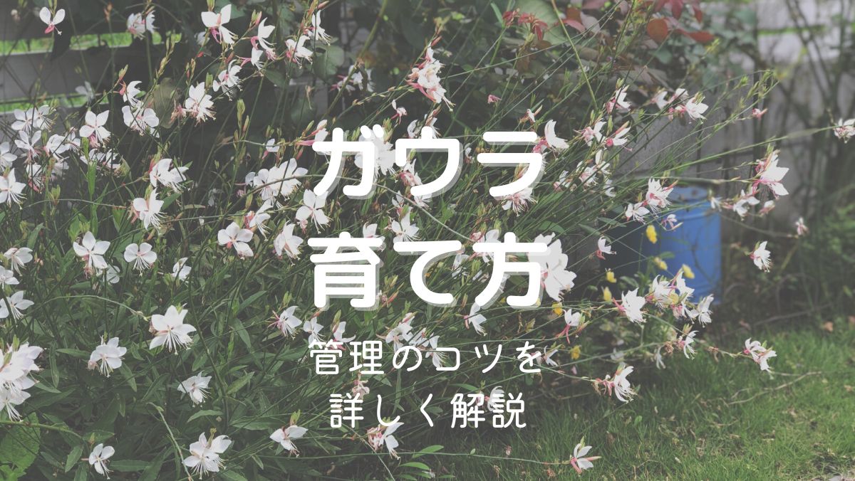 ガウラの育て方と管理のコツを初心者にもわかりやすく解説