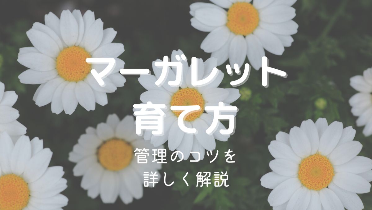 マーガレットの育て方と管理のコツを初心者にもわかりやすく解説