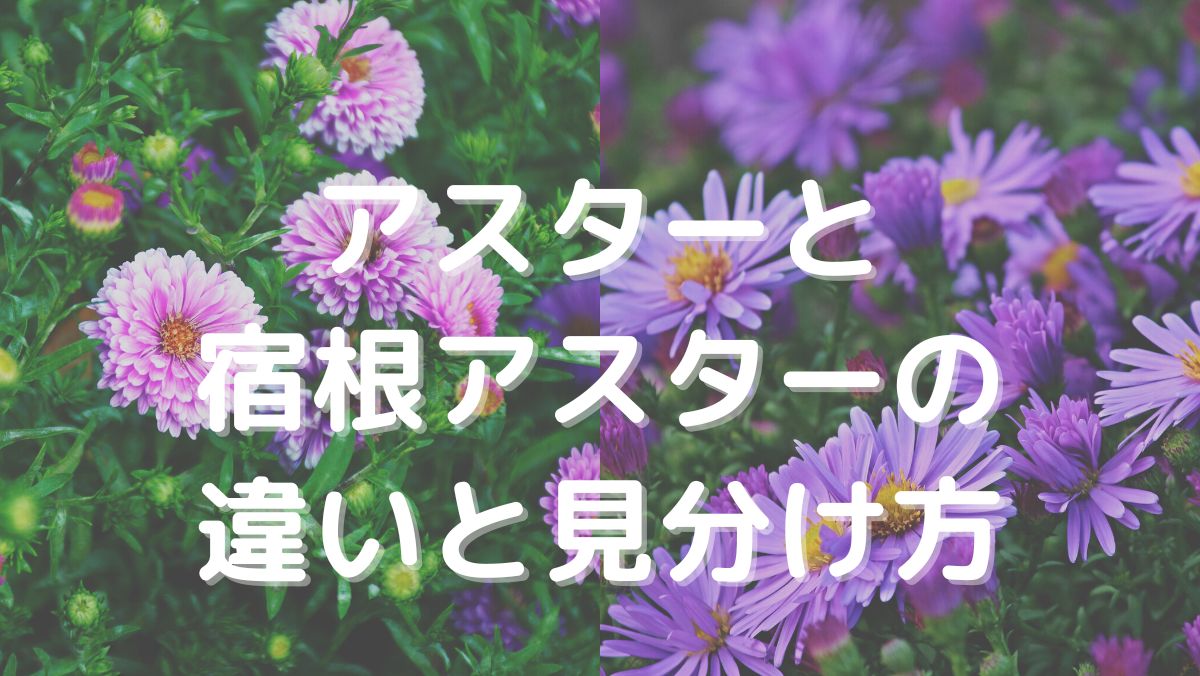 アスターと宿根アスターの違いと見分け方を画像で詳しく解説