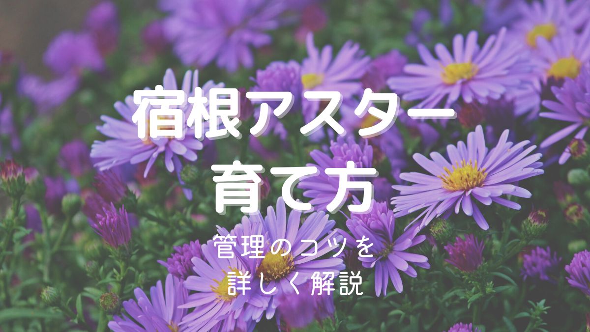 宿根アスターの育て方と管理のコツを初心者にも分かりやすく解説