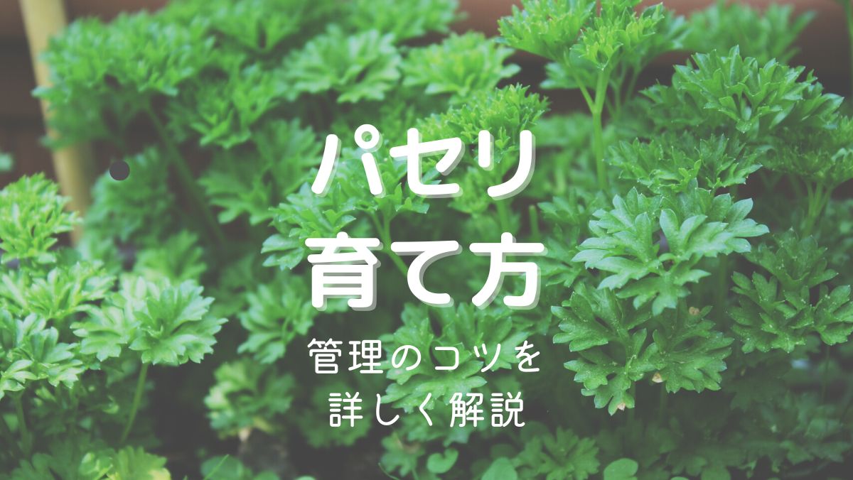 パセリの育て方と管理のコツを初心者にもわかりやすく解説