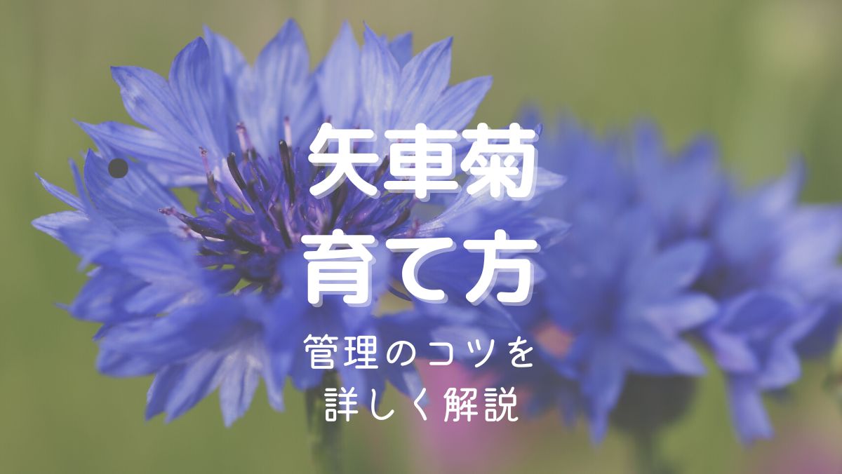 ヤグルマギクの育て方と管理のコツを初心者にもわかりやすく解説