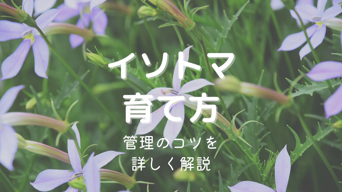 イソトマ（ローレンティア）の育て方と管理のコツを初心者にもわかりやすく解説