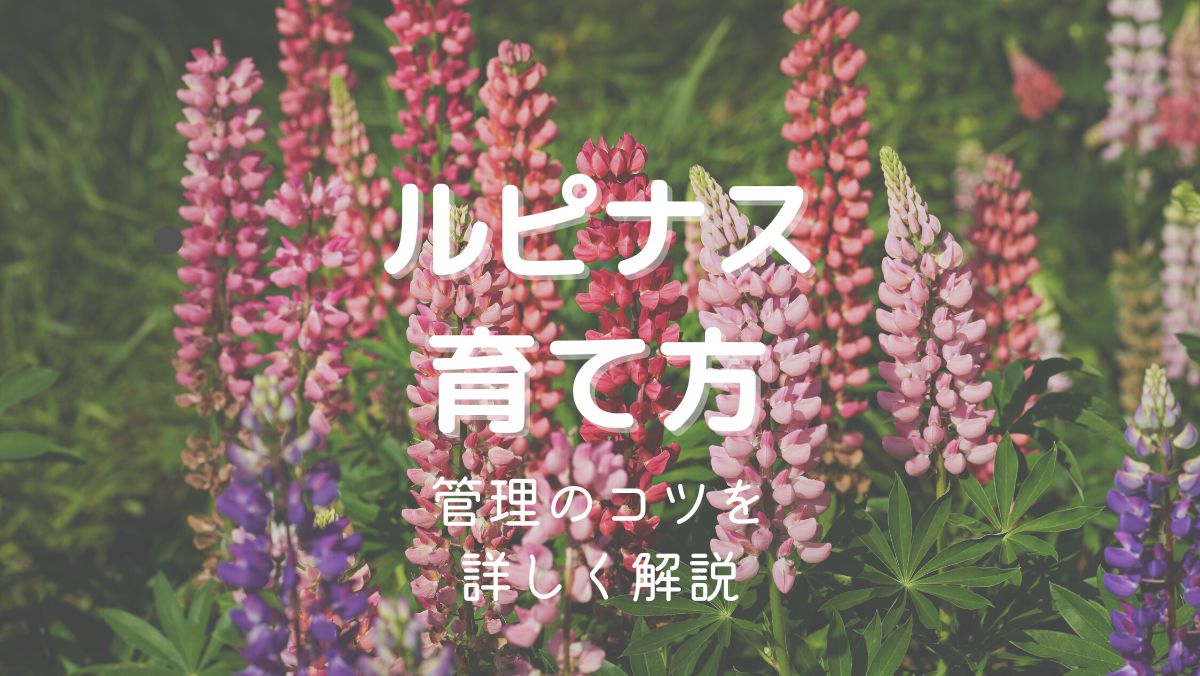 ルピナスの育て方と管理のコツを初心者にもわかりやすく解説