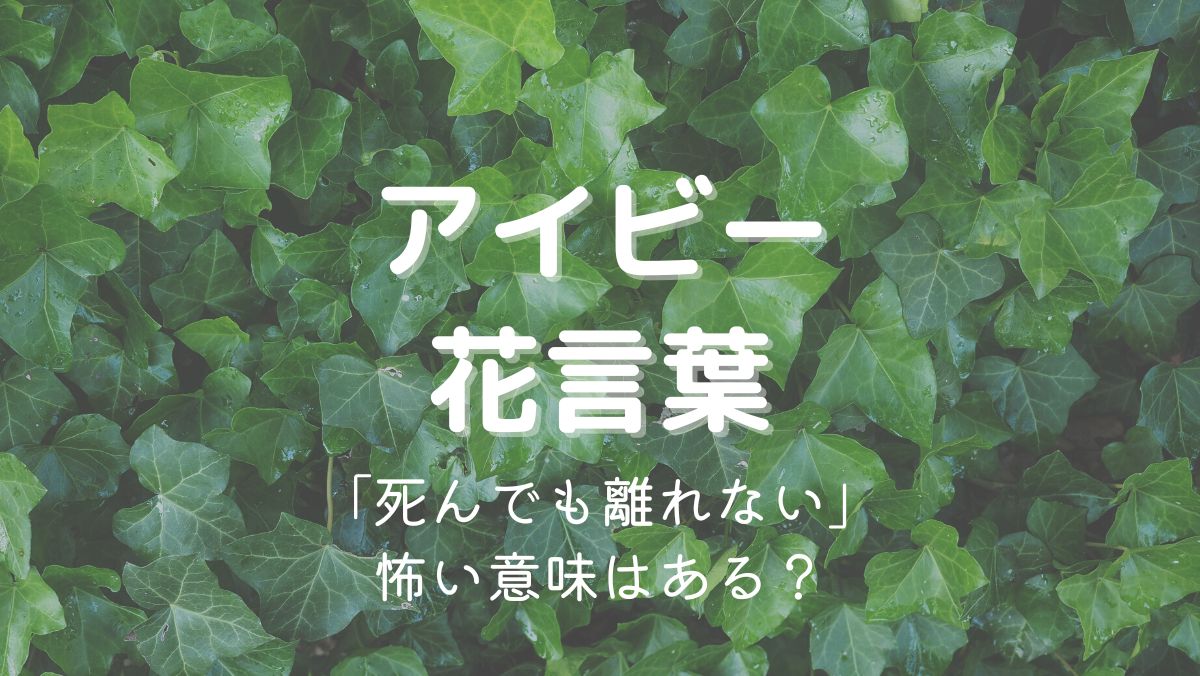 アイビー（ヘデラ）花言葉が怖い！「死んでも離れない」は呪いの意味？