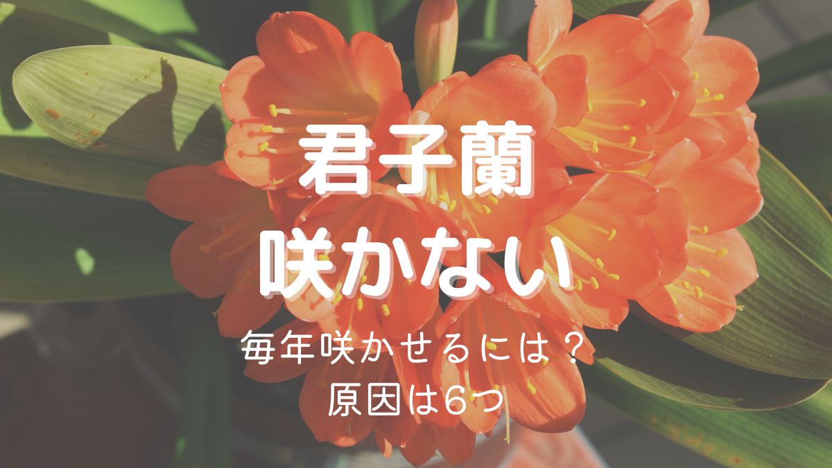 君子蘭の花が咲かない理由6つ！毎年咲かせるにはどうすればいい？